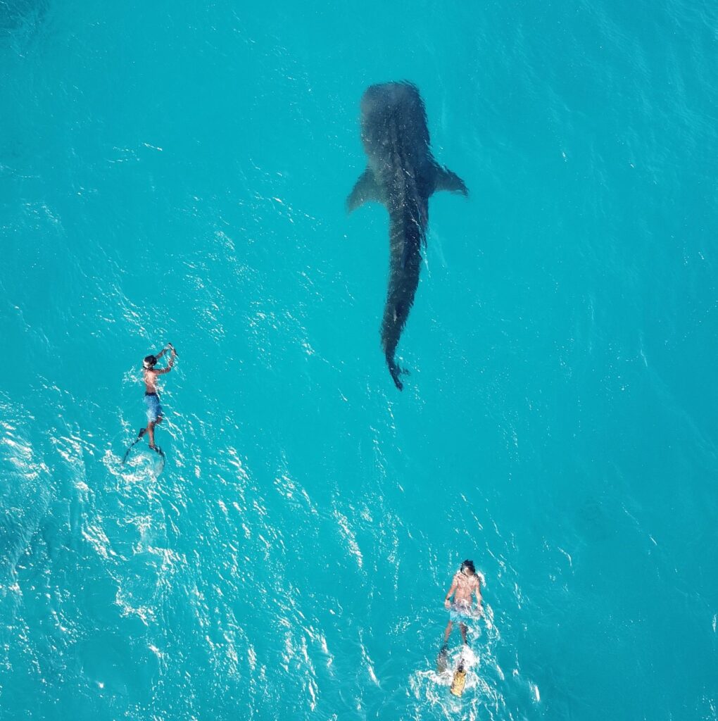 Whaleshark